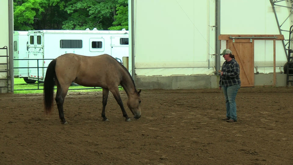 Using Forward to Find Softness - Liberty Training Session